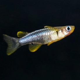 Pseudomugil palludicola Regenboogzalm M